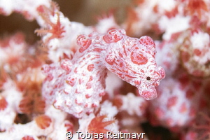 Pygmy Seahorse, Seraya, Tulamben by Tobias Reitmayr 